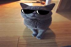 首领的小猫完整